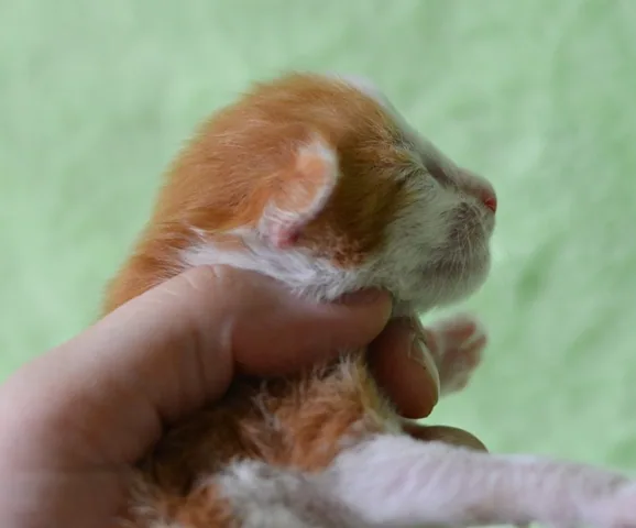 Miot N: zdjęcie 9