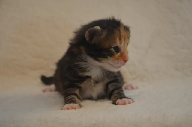 Miot G, Gina: zdjęcie 25
