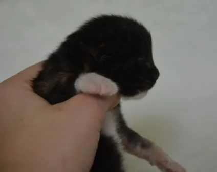 Miot E, Emma: zdjęcie 8