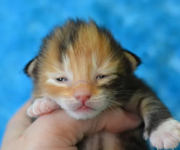 Miot N, Nymeria: zdjęcie 24