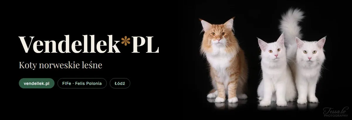 Baner hodowli Vendellek*PL – kot norweski leśny