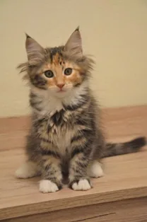 Gina