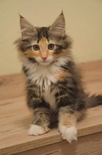 Gloria