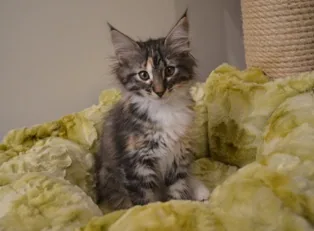 Greta