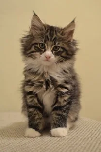 Hugo