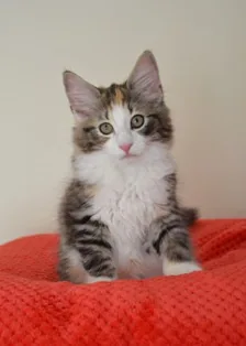 Josephine