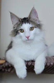 Kamikadze