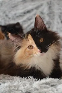 Livia