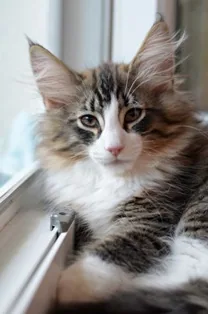 Luca