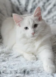 Margherita