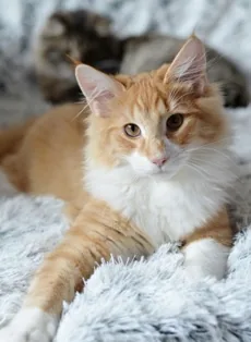 Maxymiliano