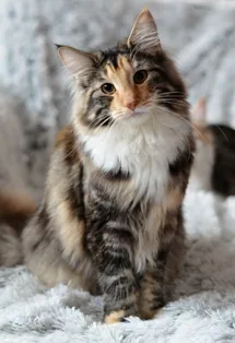 Nina