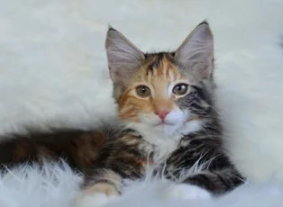 Nymeria