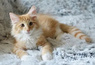 Olivier