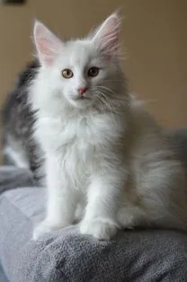 Pegasus