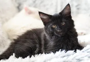 Rambo