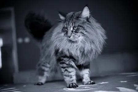 GIC Ramzes Karodok*PL (nfo n 24)