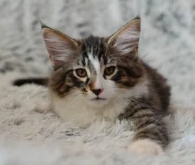 Remus