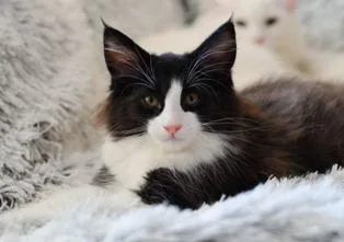 Ringo