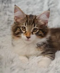 Rufus