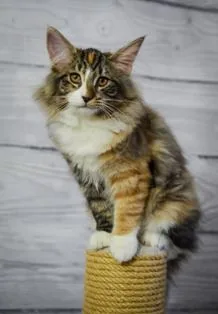Samantha