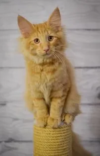 Suki