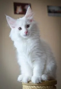 Titus