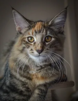Viola
