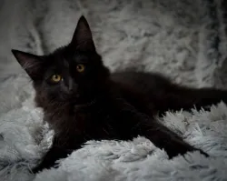 VooDoo