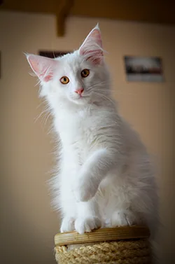 Xara