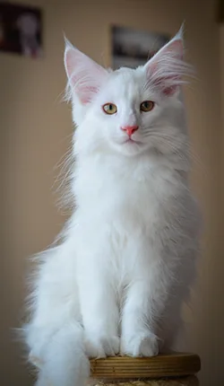 Xavier