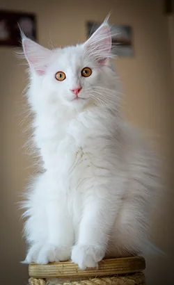 Xena